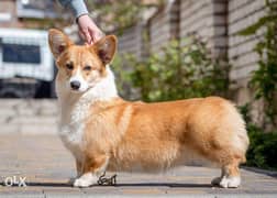 Imported Welsh Corgi Puppies "Top Quality with all documents" 0