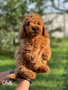 Imported Toy Poodle Male 3 Months Full documents From Ukraine 0