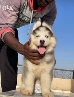 Woolly coated Husky male puppy 0