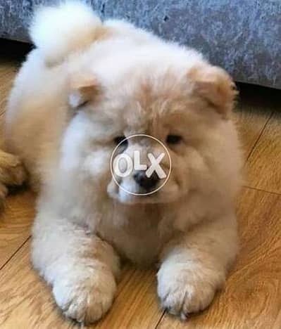 تشاو اتشاو احسن شاو chow chow puppies