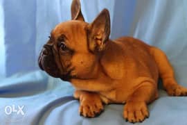 Reserve ur imported French Bulldog puppy with all documents, 0