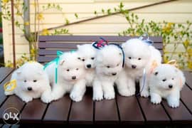 Imported samoyed puppies for sale, highest quality and best price 0