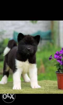 Premium quality American akita puppies, imported with all dcs 0