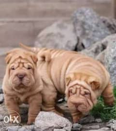 Shar pei puppies, imported from Ukraine with Pedigree 0