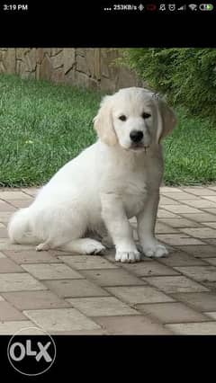 Imported snow white retriever puppies with pedigree 0