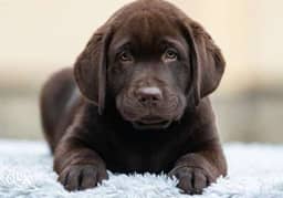 Imported chocolate Labrador puppies, premium quality with pedigree 0
