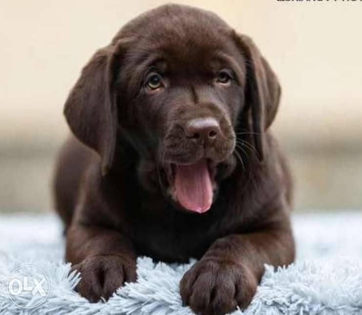 Imported chocolate Labrador puppies, premium quality with pedigree 1