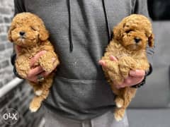 Imported Toy Poodle Puppies males 2 Months club Pedigree Passport 0
