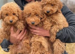 imported poodle puppies ,premium quality with pedigree 0