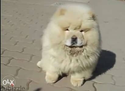 تشاو اتشاو جراوى مواصفات خرافية شاو اهالى مستورده chow chow puppies