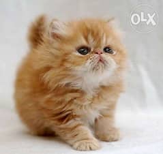 Persian mixed kitten قطة هملايا وشيرازى فارسي 0