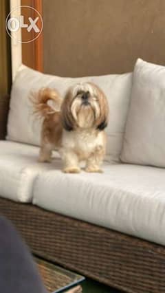 best male shihtzu for mating