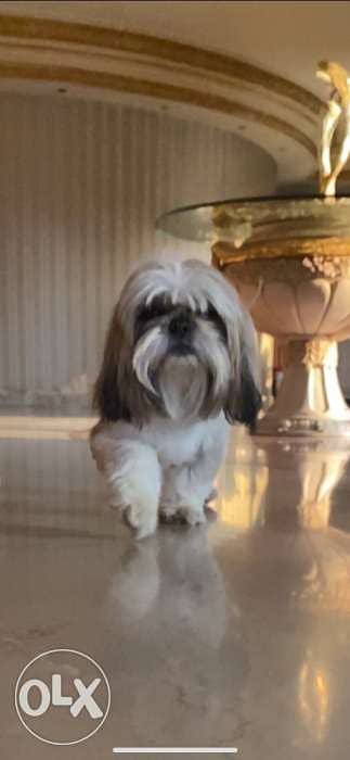 best male shihtzu for mating 1