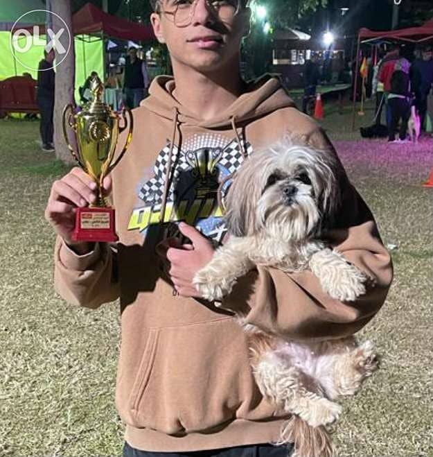 best male shihtzu for mating 2