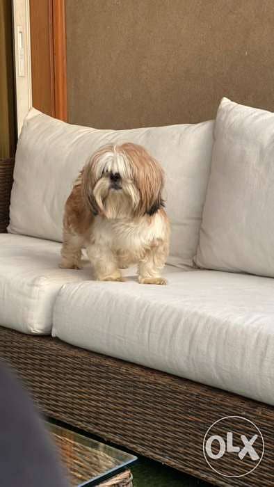 best male shihtzu for mating 3