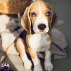Beagle puppies for sale imported parents pedigree للبيع جراوي بيجل 0