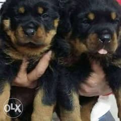 Rottweiler puppies for sale imported parents جراوي روتويلرللبيع 0