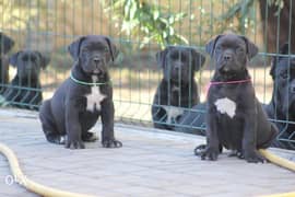 Imported cane corso puppies with pedigree 0