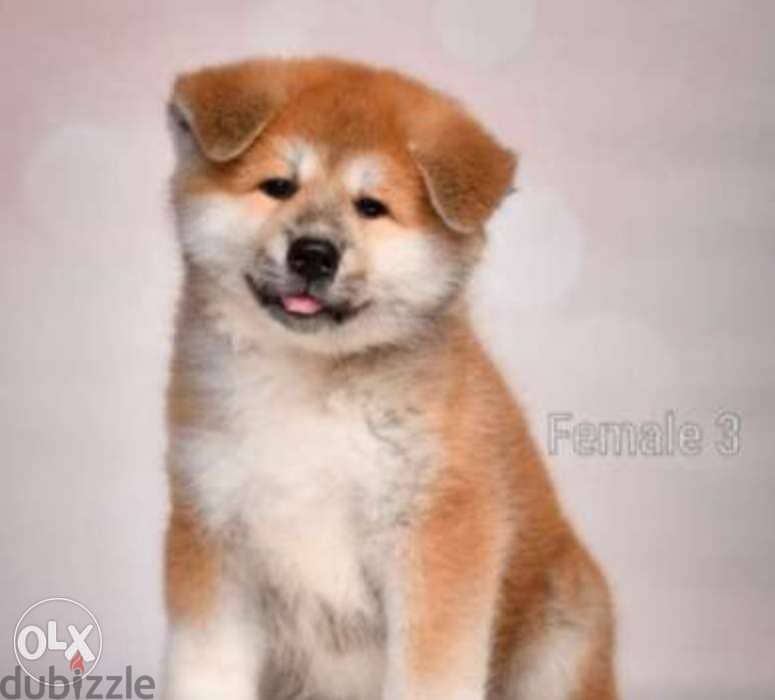 Imported Japanese Akita puppies with Pedigree and microchip 1