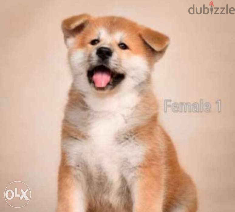 Imported Japanese Akita puppies with Pedigree and microchip 2