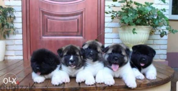 Best of the best imported American akita puppies, FASTEST DELIVERY