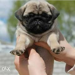 Mini pug puppies for sale جراوي مني بج للبيع 0