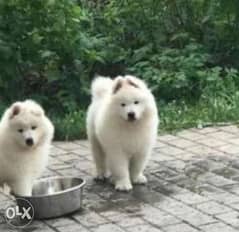 Imported snow white samoyed puppies from Ukraine with all documents 0