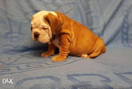 Imported english bulldog puppies, highest quality and best price 0