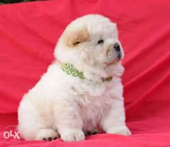 Imported chowchow puppies, highest quality and best price 0