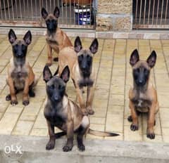 Malinois Puppies, imported, top quality with Pedigree 0