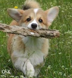imported corgi puppies, highest quality and best price 0