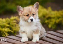 Reserve ur imported corgi puppy with all documents, top quality 0