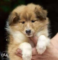 Reserve ur imported collie puppy, top quality with Pedigree 0