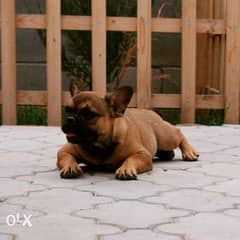 Fawn French Bulldog puppies, with all documents. . Imported 0