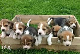 Best beagle puppy imported parents 0