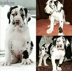 Get urself the best great dane puppy with Pedigree FASTEST DELIVERY