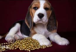 Beagle puppies with Passport and microchip 0