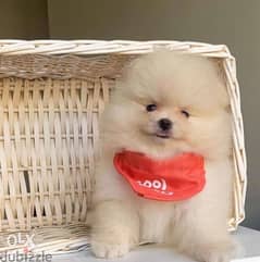 imported mini pomeranian puppies, fastest delivery 0