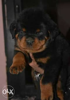 Pedigree for rottweiler outlet puppy