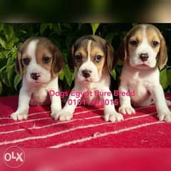 Beagle dog price cheap in olx