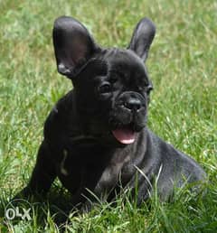 Male French Bulldog imported 0