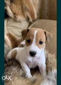 Top imported Jack Russel puppies جاك راسل 0