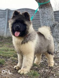 Imported american akita puppies full documents from Ukraine top Qualit 0