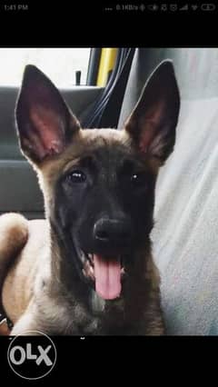 Imported malinois puppies top quality we ship to all countries 0