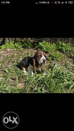 Imported basset hound puppies 0