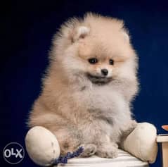 BEST imported Pomeranian puppies 0
