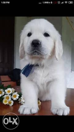Imported snow white retriever puppies with pedigree best chri 0