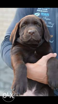 Imported Labrador puppies with pedigree 0