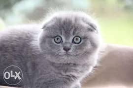 Availabile NOW the BEST Imported Scottish fold kittens 0