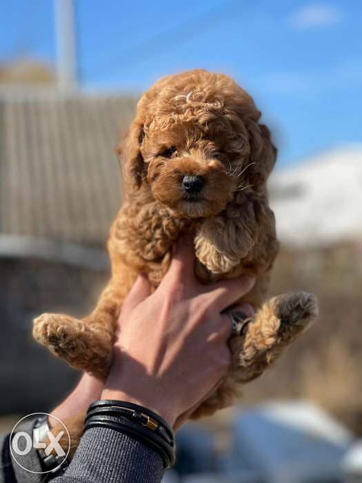 Toy Poodle Puppies Dark Color Dogs